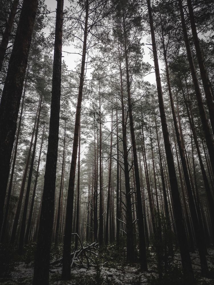 Photo #7131166