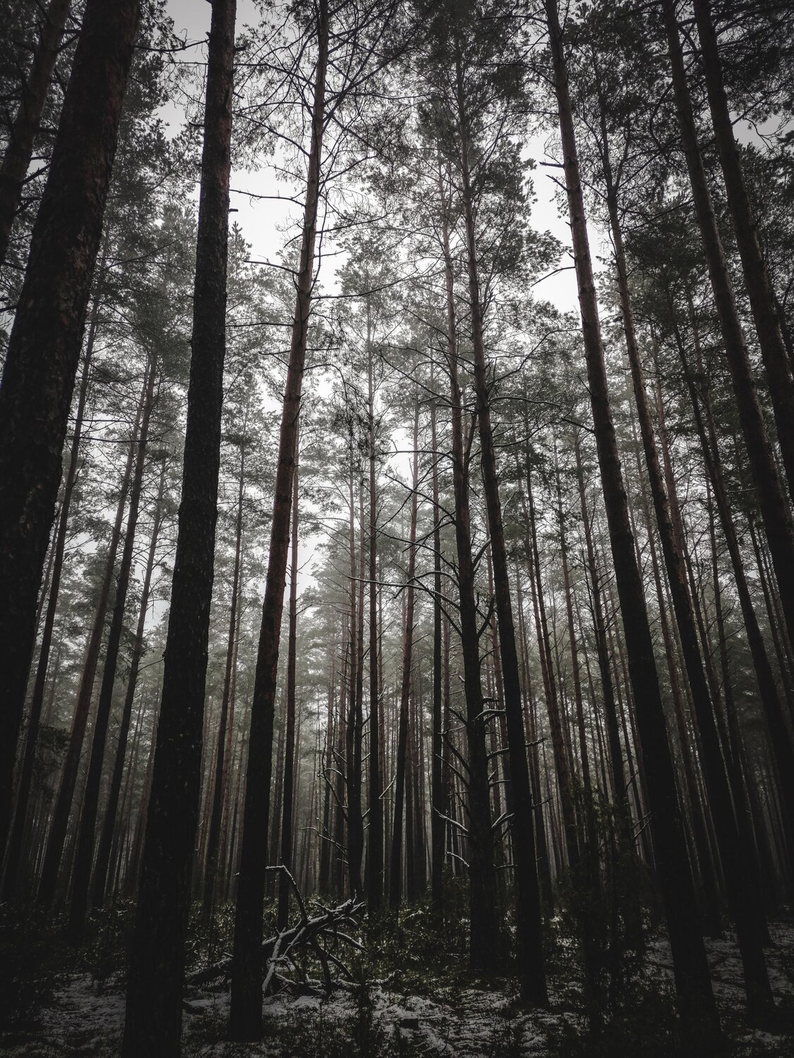 Photo #7131166