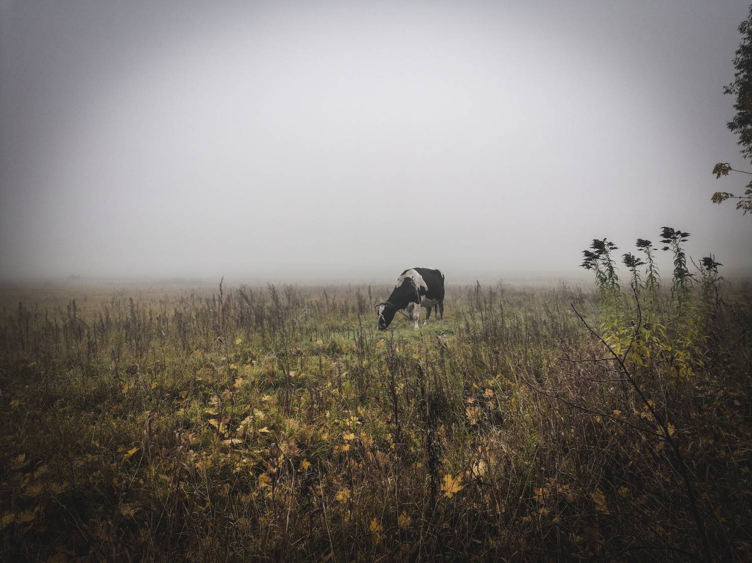 Photo #7131203