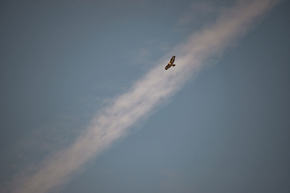 Одинокий рейнджер