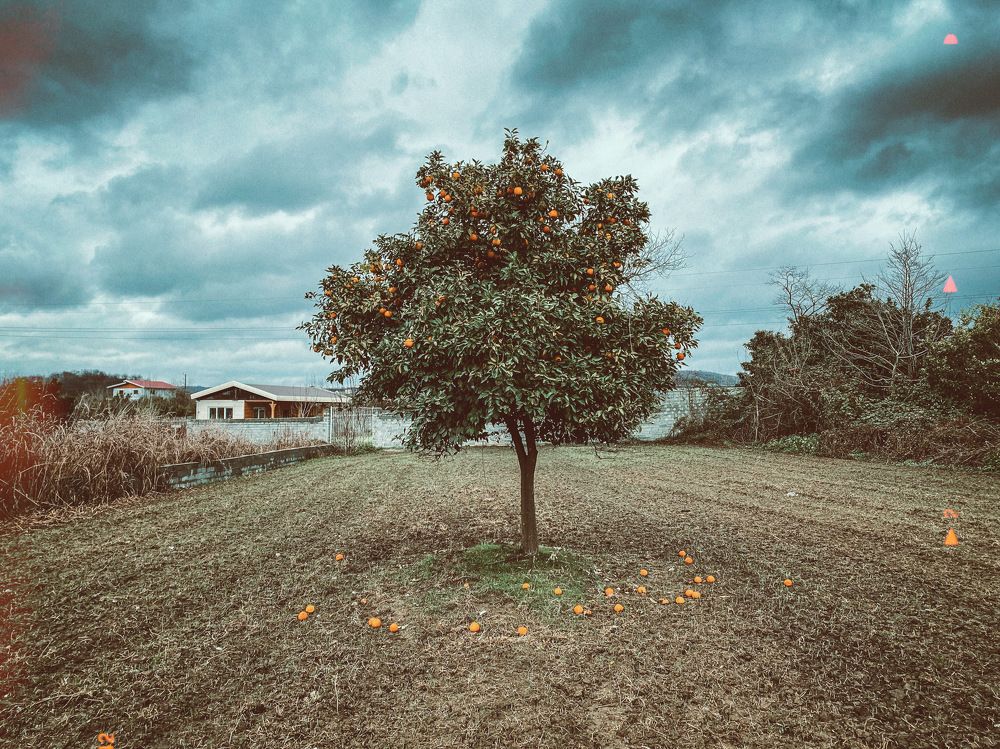 Orange tree