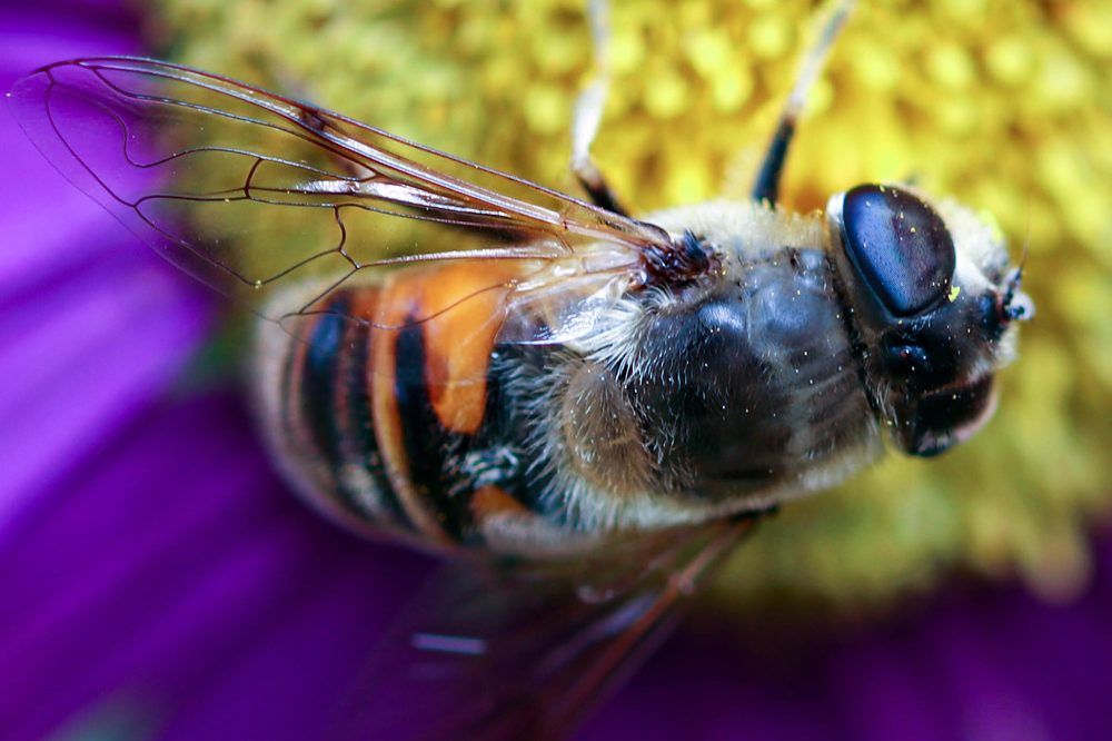 Bee