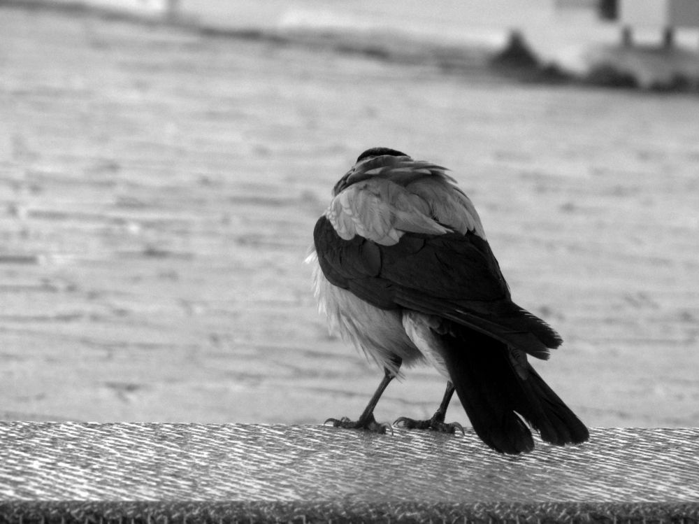 Photograph by Zahra HassanPour