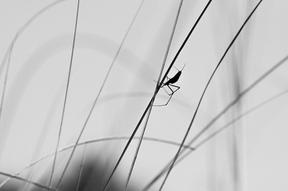 Photograph by Parnava Das