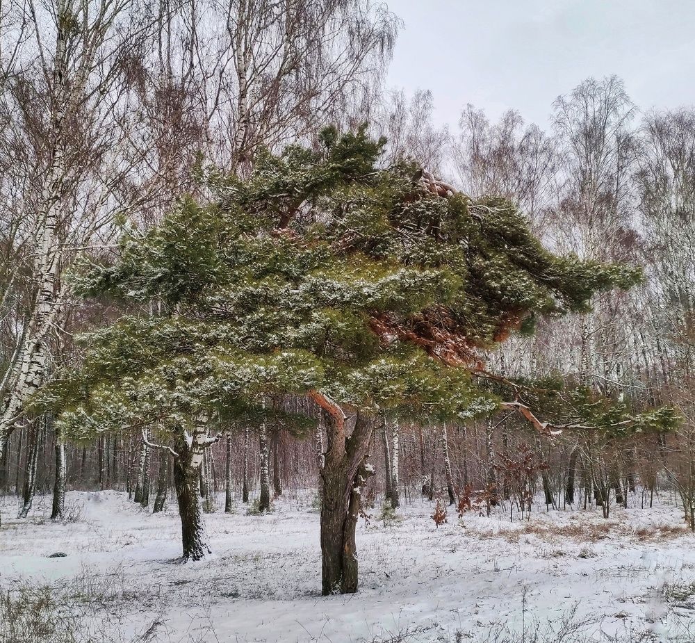 Photograph by Татьяна Шарко