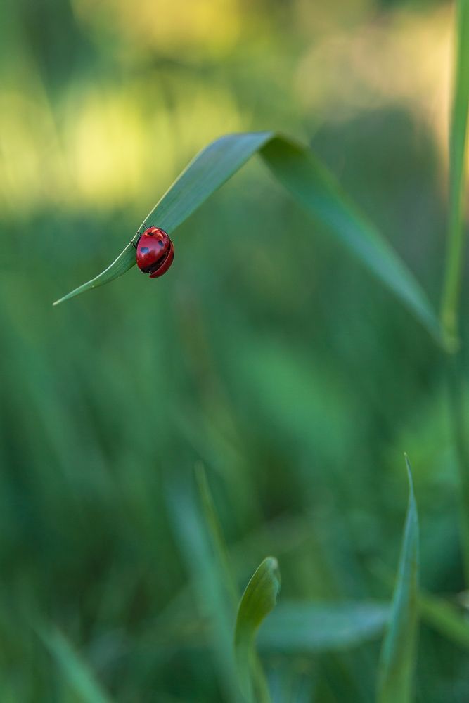 Фотография автора Алексей Шуплецов