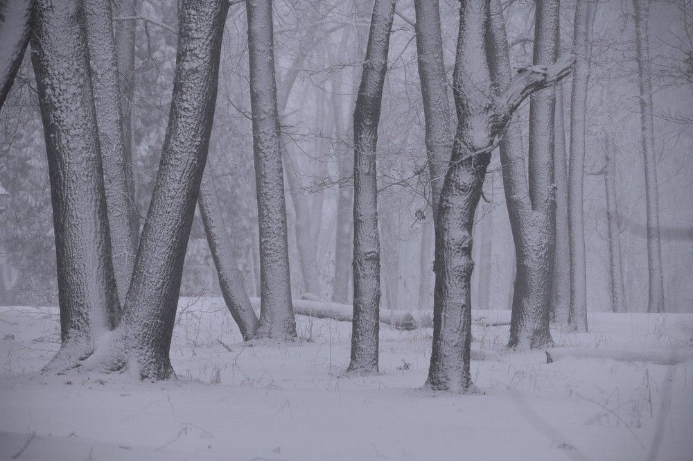 Photograph by Юрий Яковлев