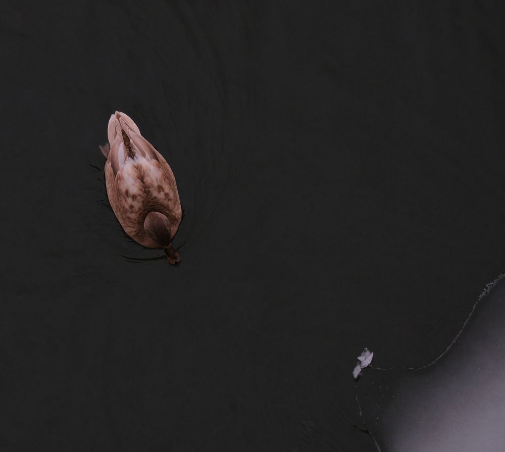 Photograph by Дмитрий Емельянов