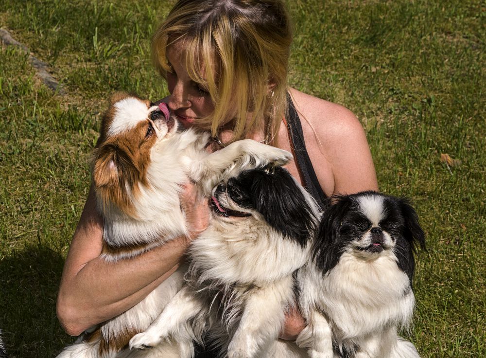 Пекинесы в объятиях