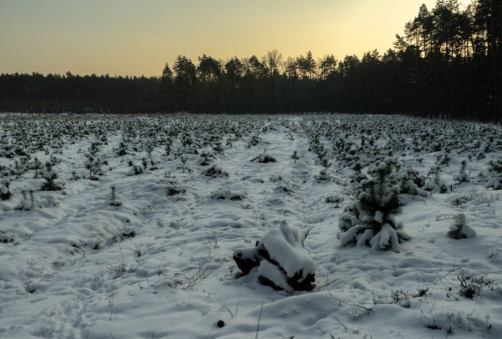 Photograph by Piotr Hryniak