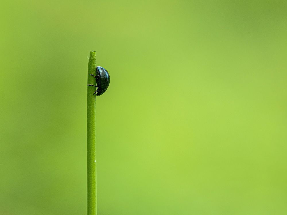 Photograph by Laurentiu Lupascu