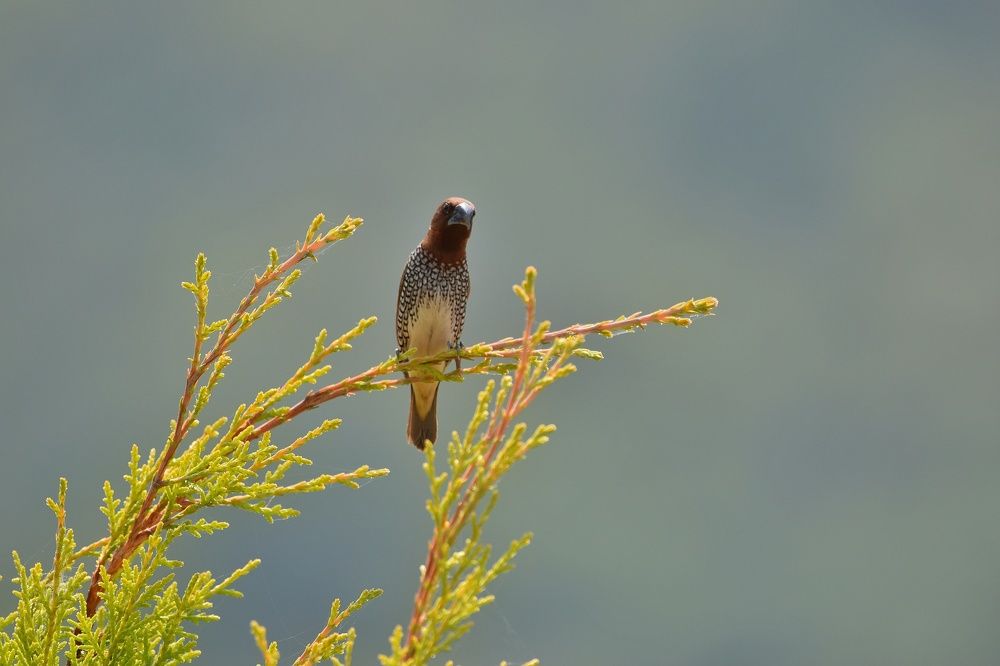 Photograph by Manoj Kumar singh