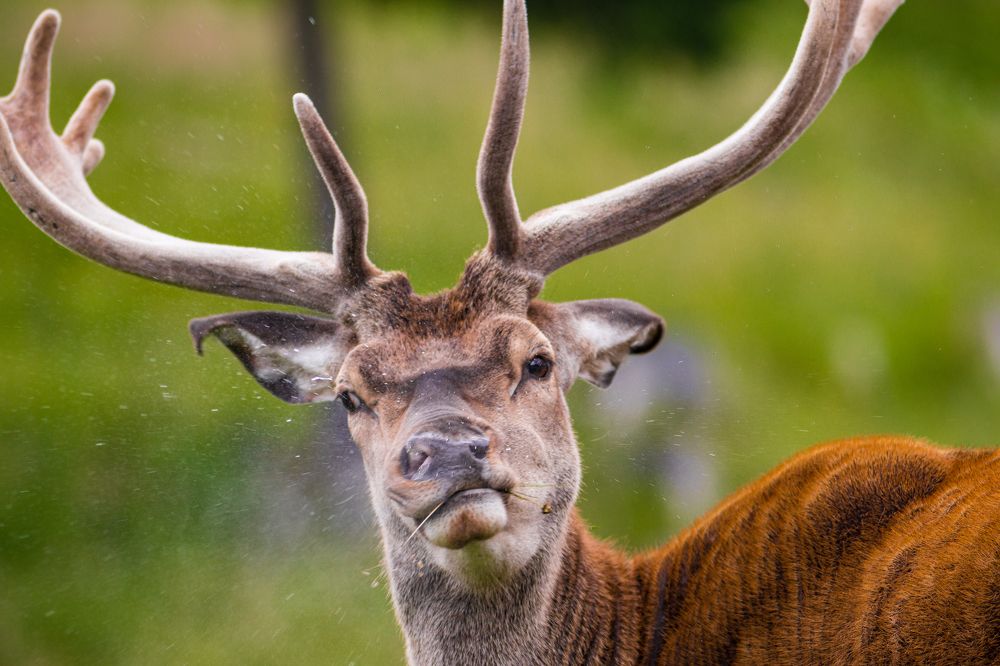 Photograph by Laurentiu Lupascu