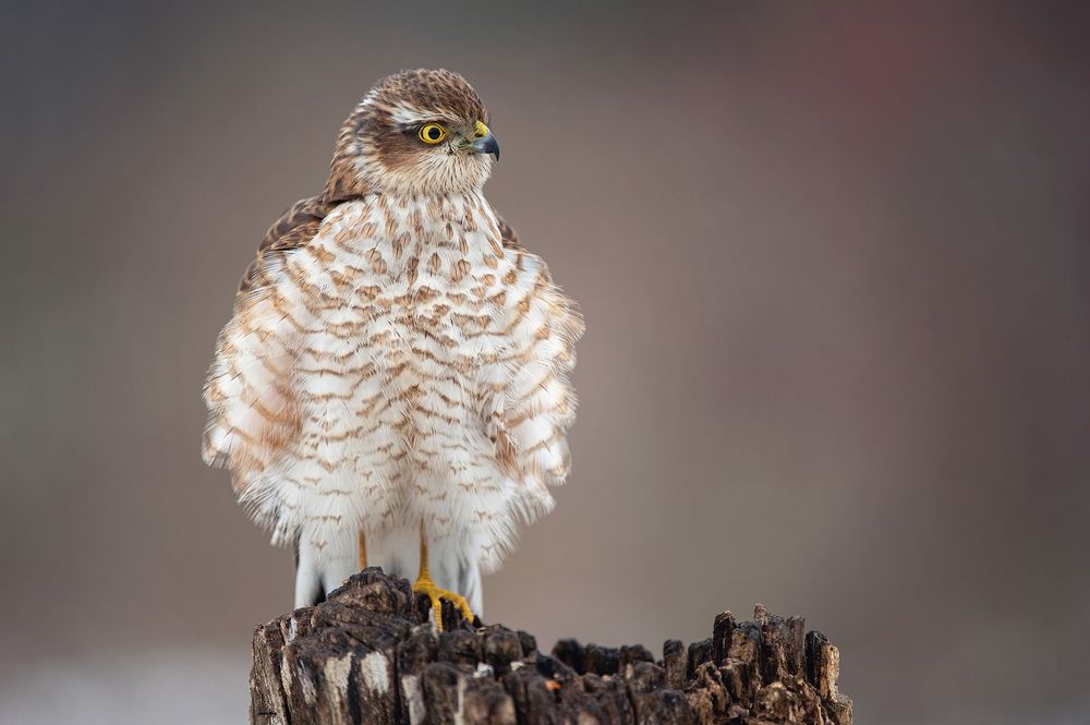 Photograph by Татьяна Жеребцова