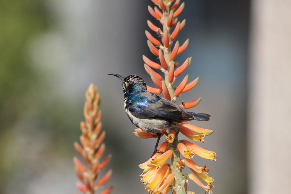 Photograph by Monika Kushwaha