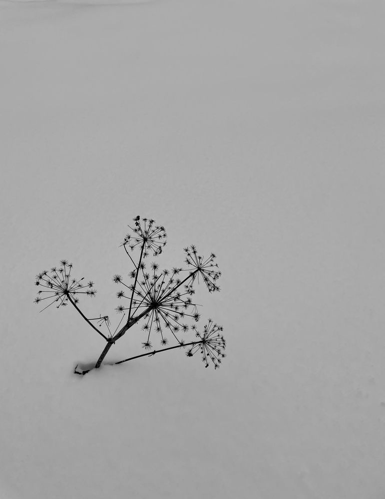 Photograph by Светлана Максимова