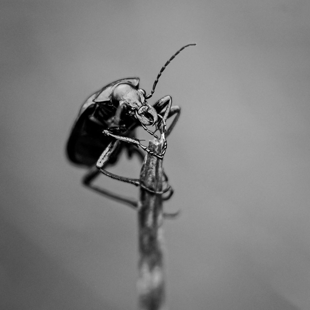 Фотография автора NIKOLAY KALININ