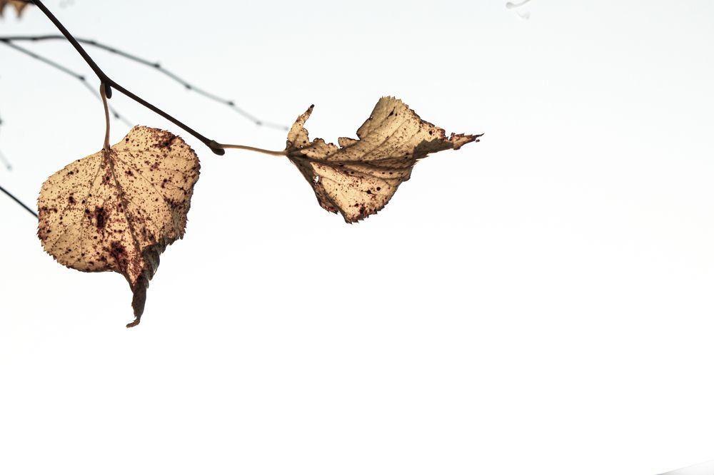 Фотография автора Наталія Савка