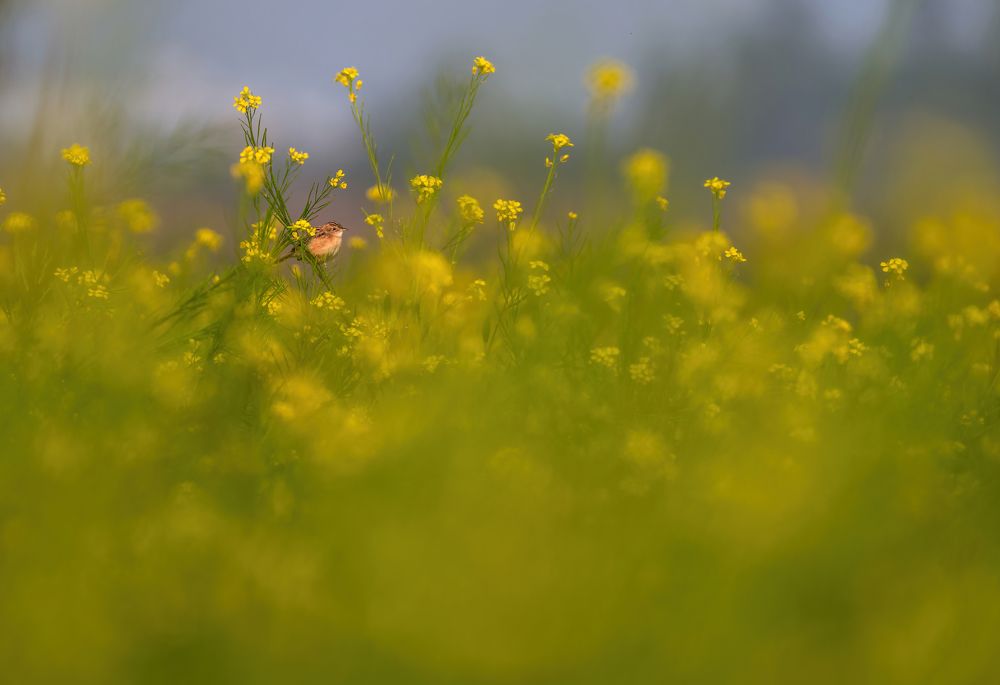 Photograph by Jayanta Guha