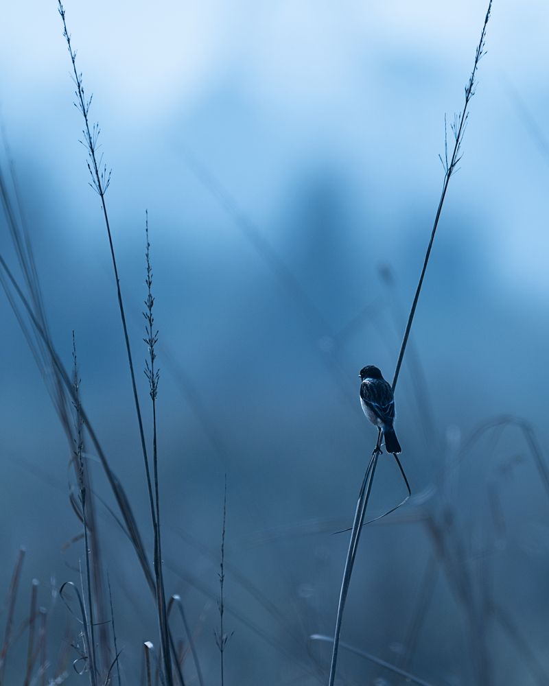 Photograph by Jayanta Guha