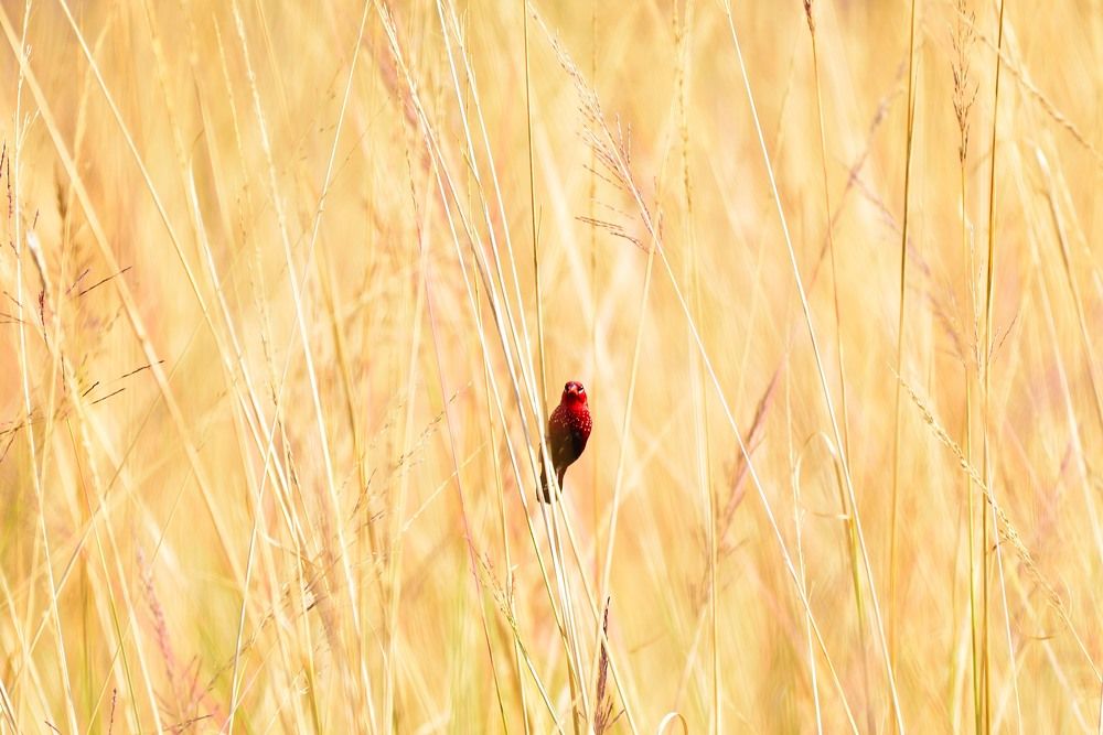 Photograph by Vijay Singh Chandel