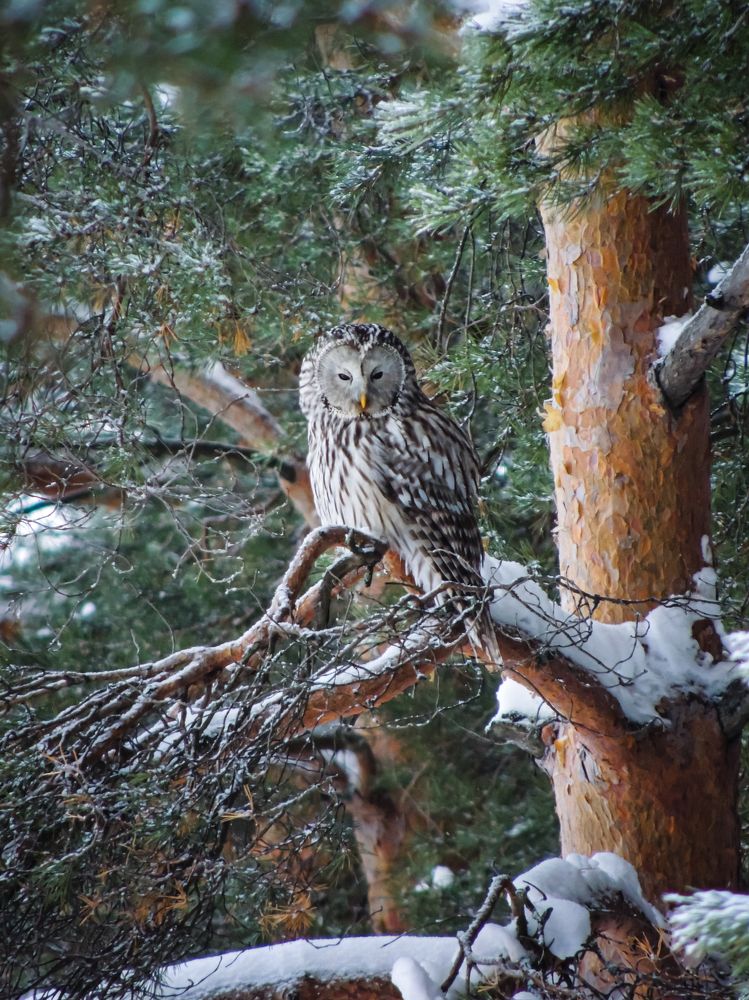 Photograph by Олег Дерябин