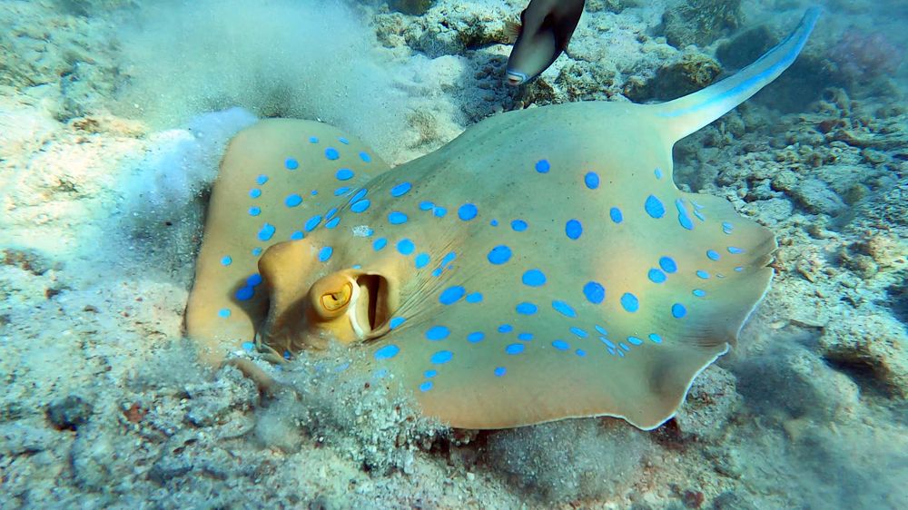 Blue spotted stingray