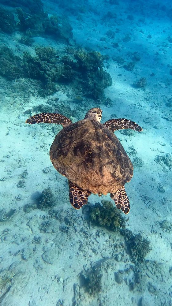 Green turtle
