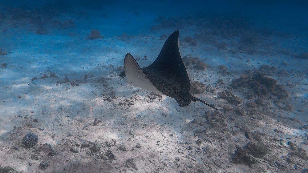Spotted eagle ray