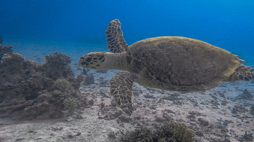 Green turtle in the deep sea
