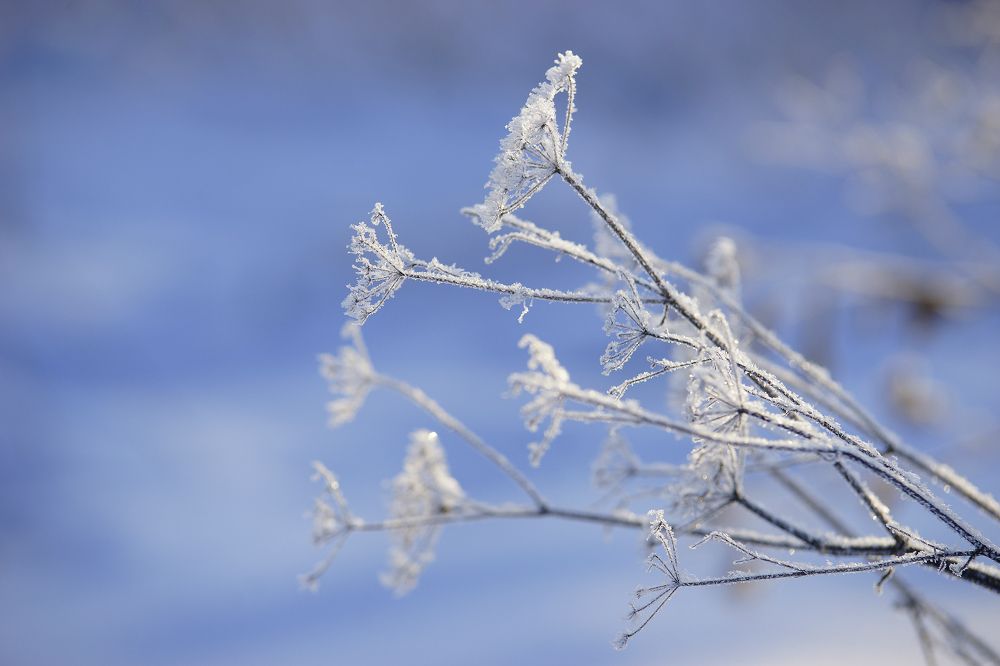 Фотография автора Надежда Думина