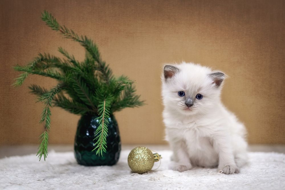 Photograph by Татьяна Минаева