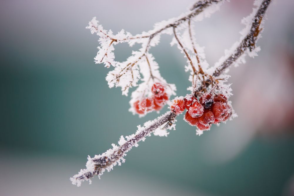 Фотография автора Надежда Думина