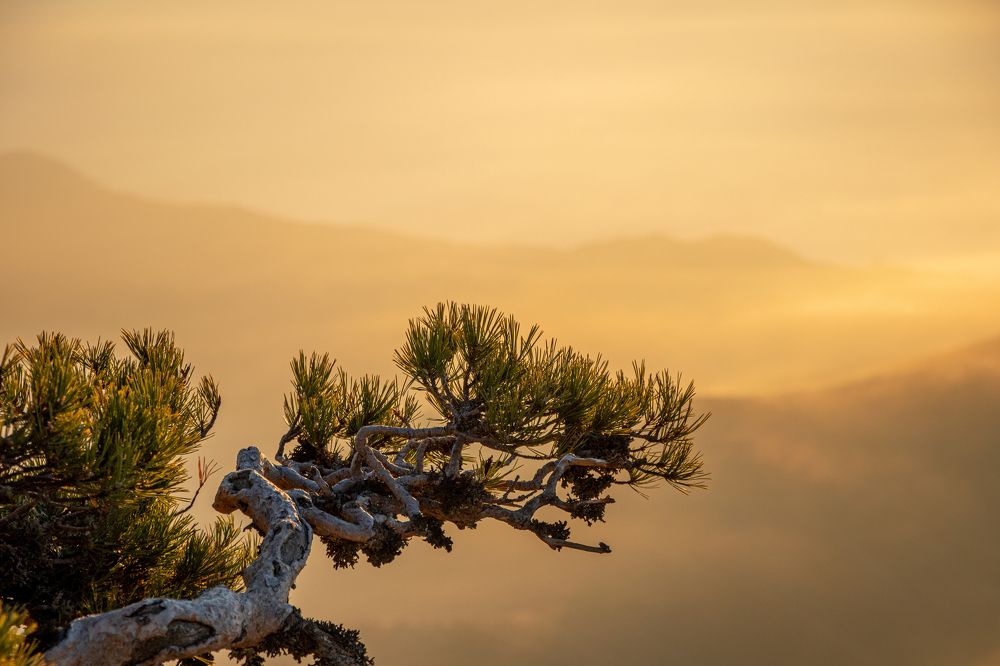 Photograph by Дарья Дрыночкина