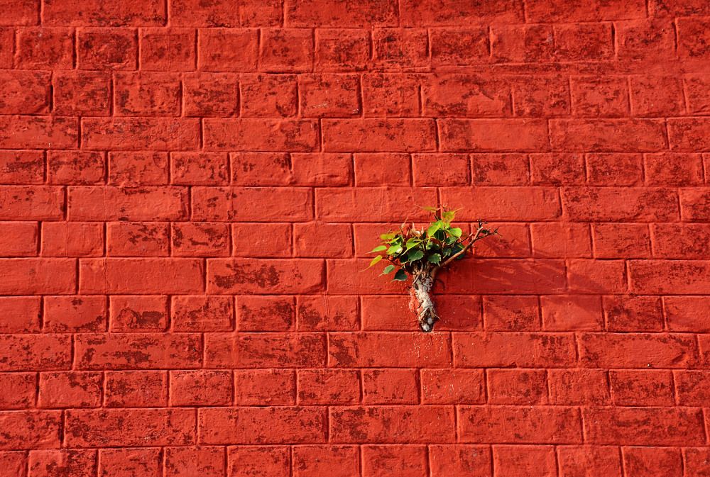 Photograph by CHINMOY BISWAS