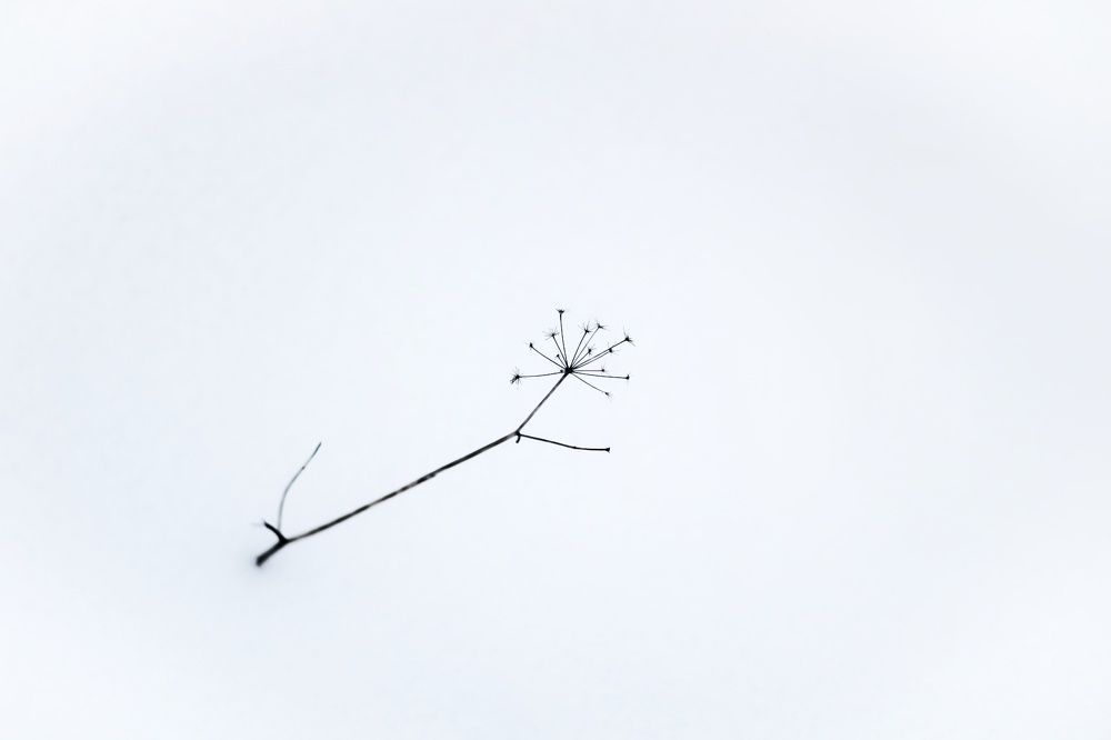 Photograph by Дарья Вега