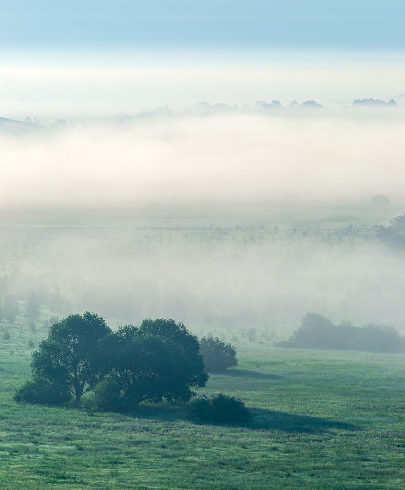 Утро в Хреновском бору