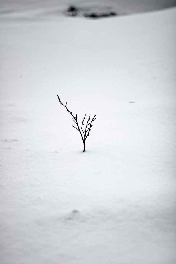 Photograph by Дарья Вега