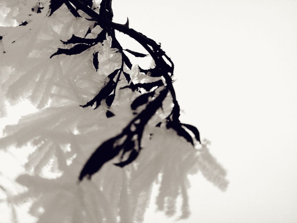 Photograph by Ana Creanga