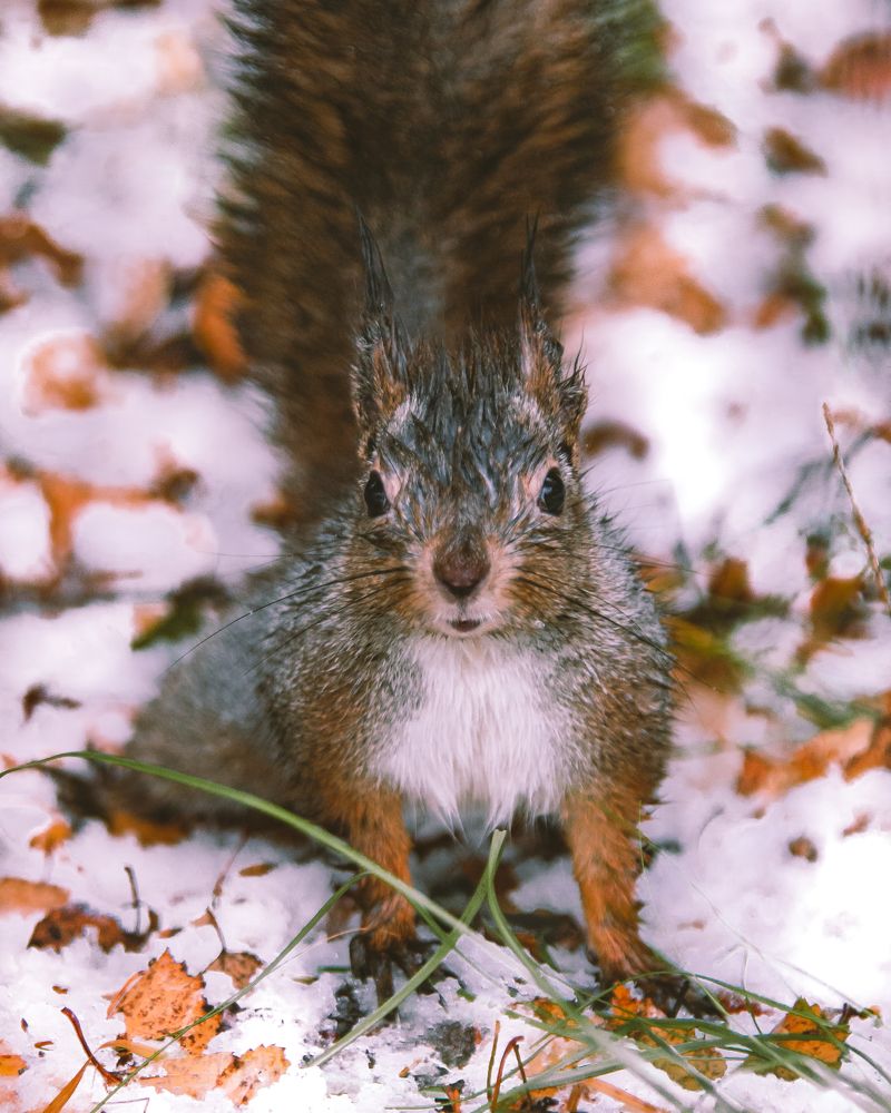 Photograph by Евгений Москвин