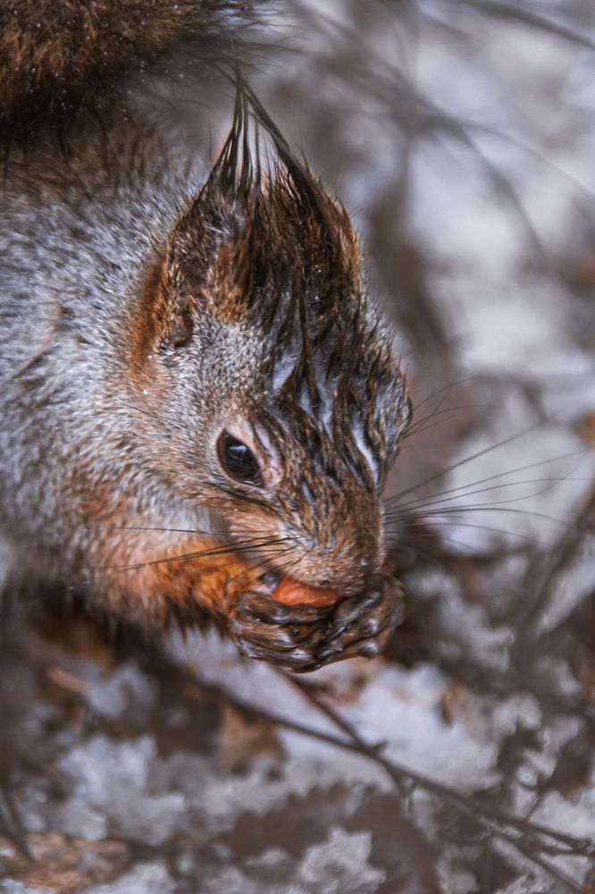 Photograph by Евгений Москвин