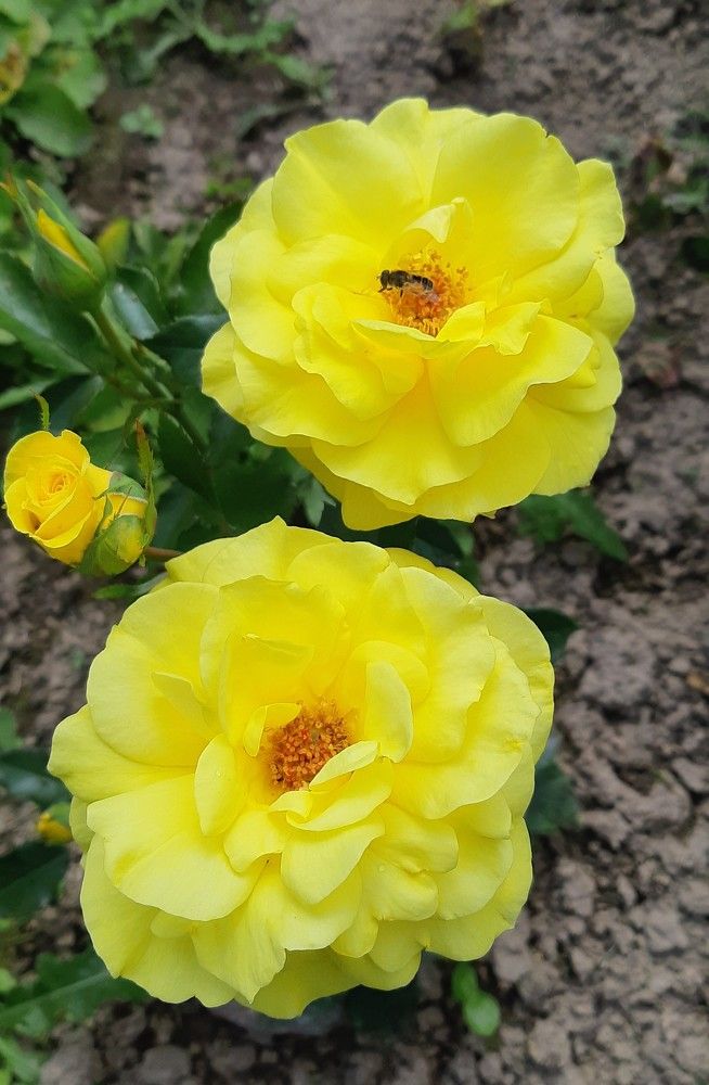 Фотография автора Ирина Лукьянчик