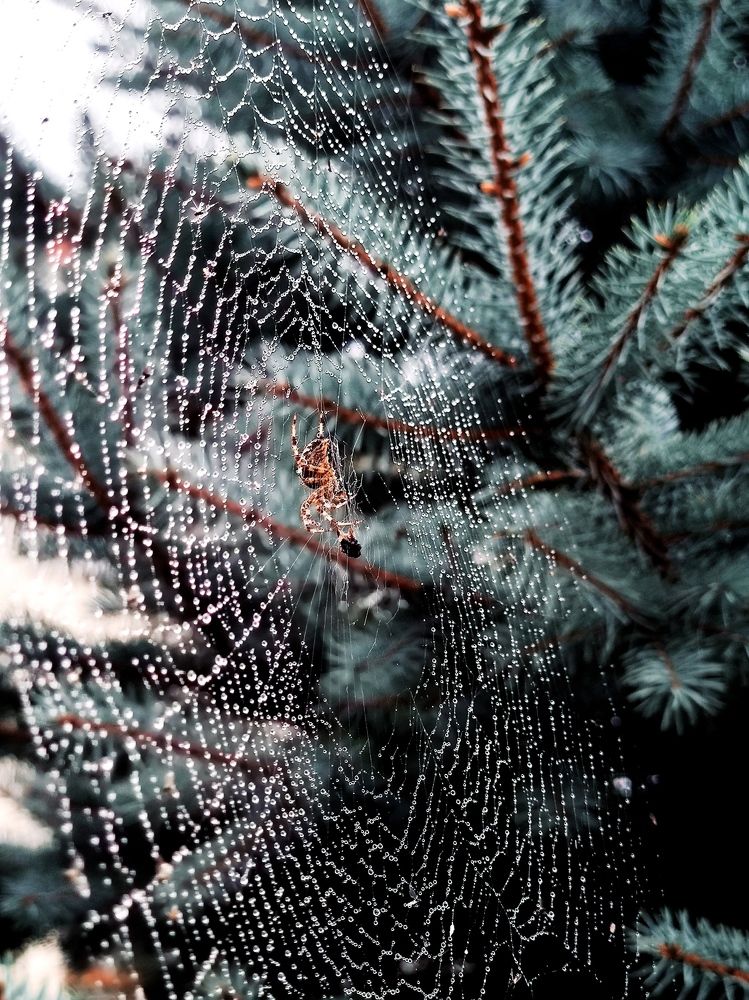 Photograph by Инна Макарчук