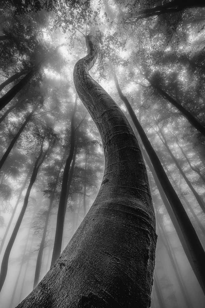 Winding up to the sky