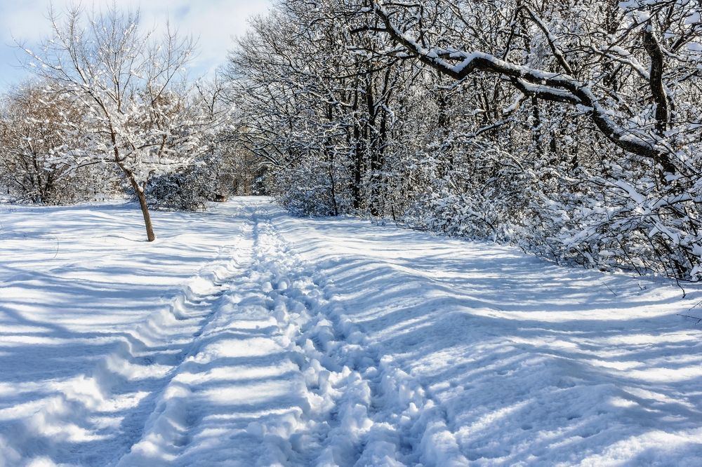По краю леса, дорога..