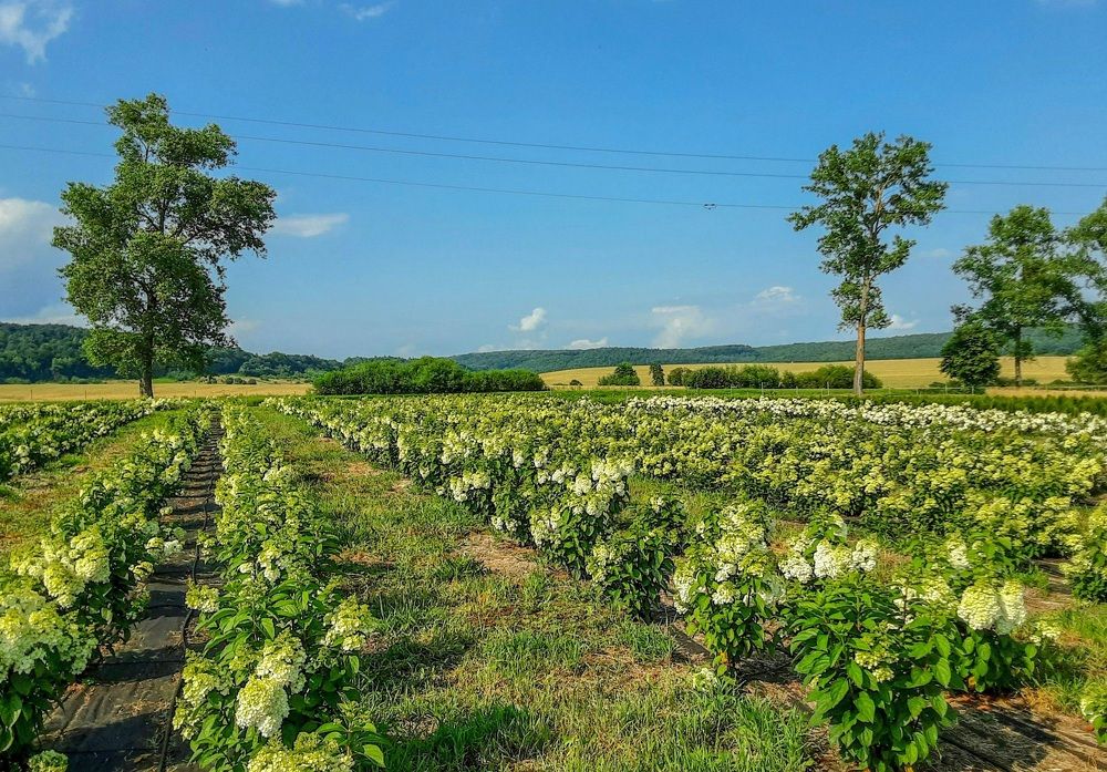 Photograph by Елена Шерман