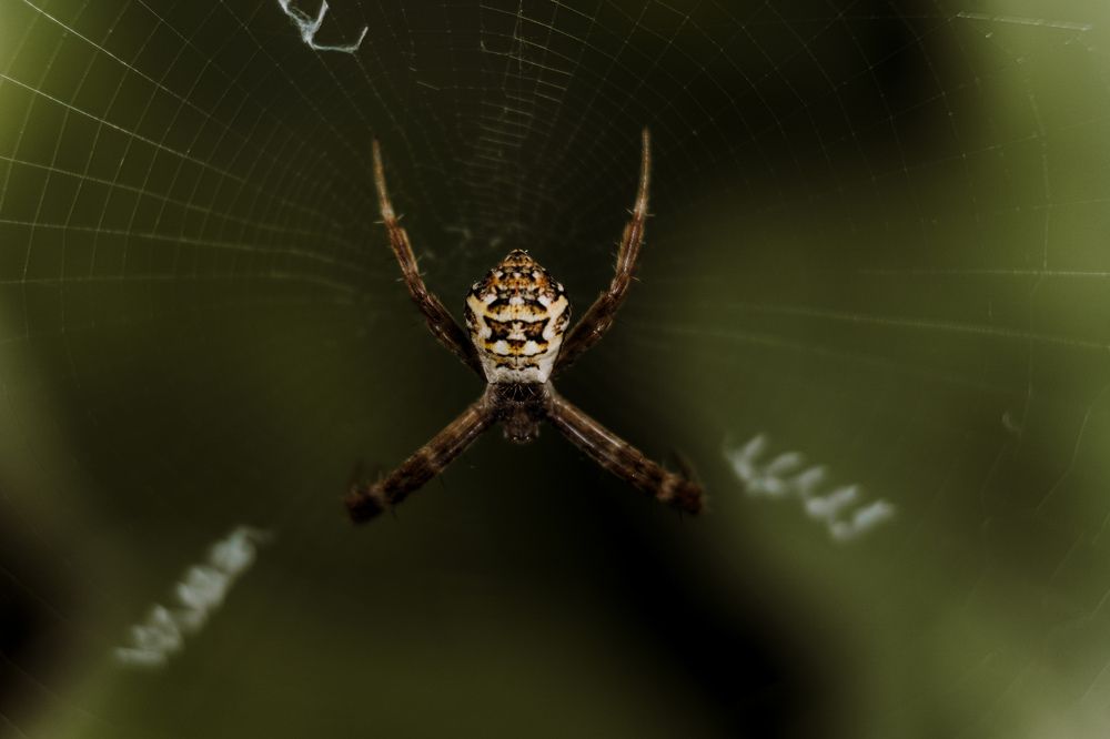 Photograph by Mutasim AL-Bulushi