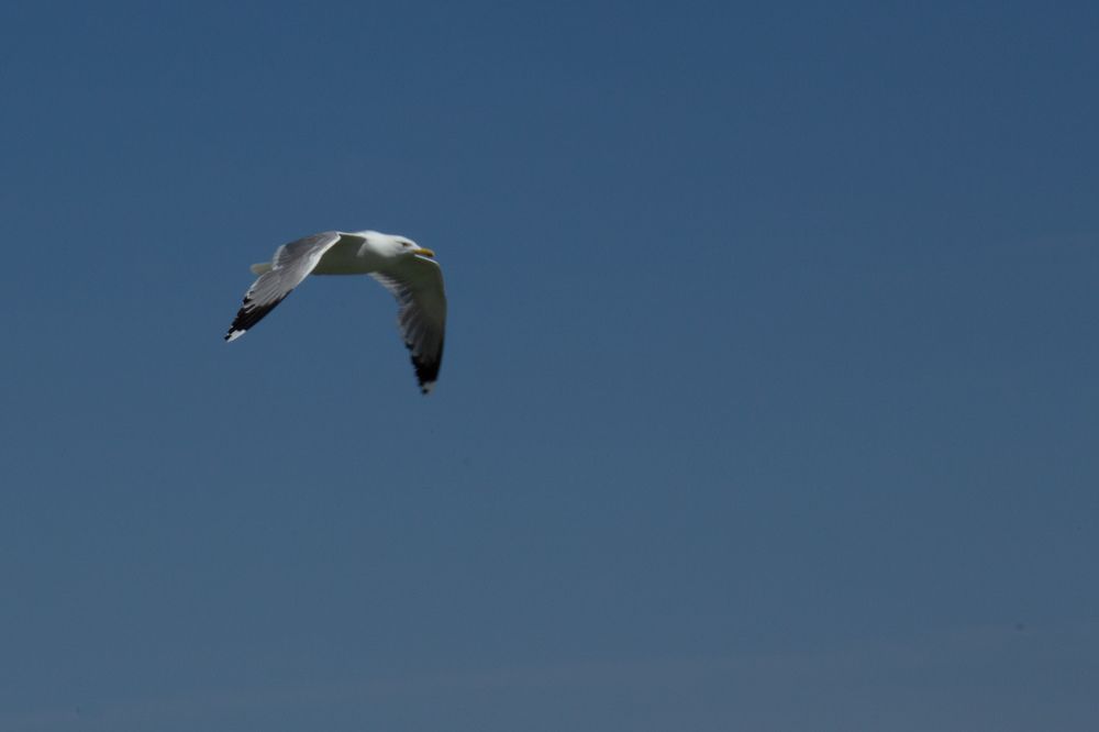 Photograph by Ронжин Дмитрий