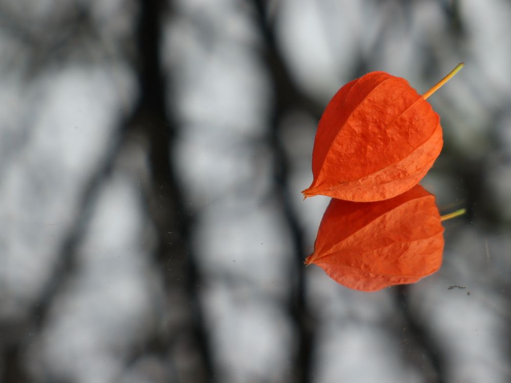 Photograph by Алина Туник