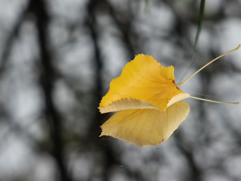 Photograph by Алина Туник